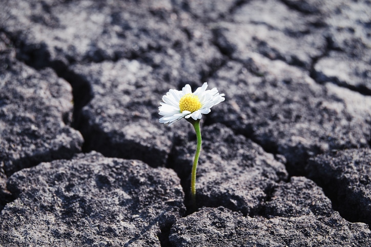 Blume blühlt trotz Beton